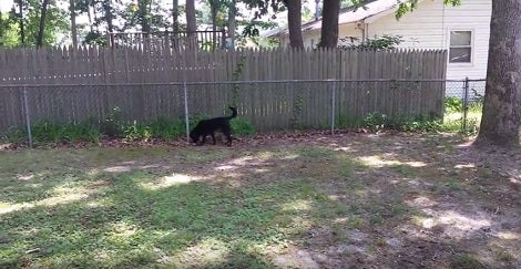 Daddy Tries To Coax This Pup To Get Into Water, But She Has Other Plans!