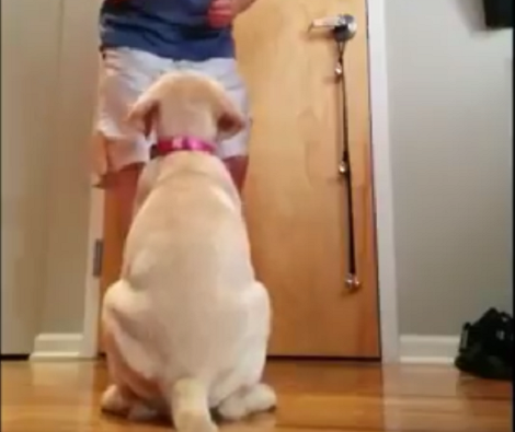 This Adorable Pup And Her Daddy Are About To Show You Their Talent! Wow!