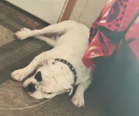 This Adorable Pup Can Understand A Native American Language! How Cool Is That?!