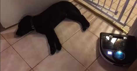 This Adorable Pup Isn't Even Bothered About The Vacuum Cleaner!