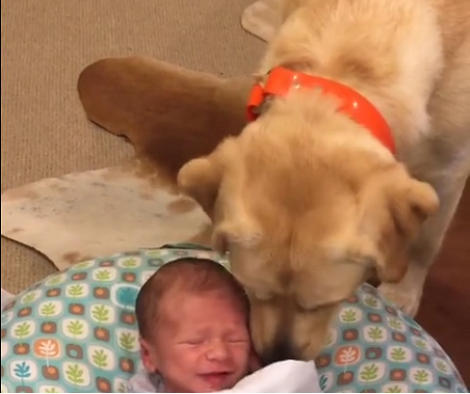 How This Loving Pup Stops Newborn From Crying Will Warm Your Heart!