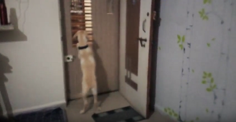 You Won't Believe How Excited This Pup Is To Finally See That Daddy's Back Home!