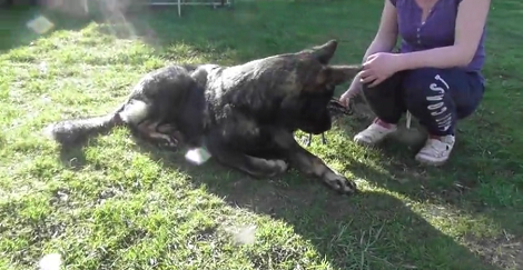 This Pup's Adorable New Best Friend Is Going To Drop Your Jaw!