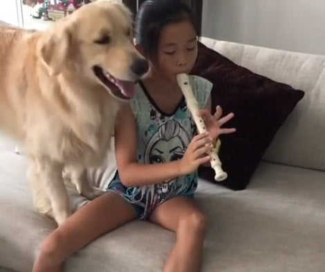 This Adorable Pup Can't Resist Singing After His Sibling Starts Playing The Recorder!