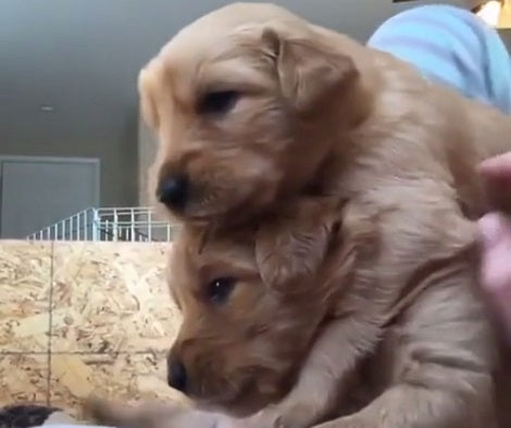 What You're About To See Is Going To Explode Your Heart!