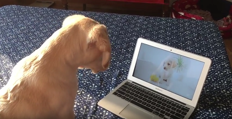 This Adorable Pup Can't Believe What He's Seeing On The Laptop!
