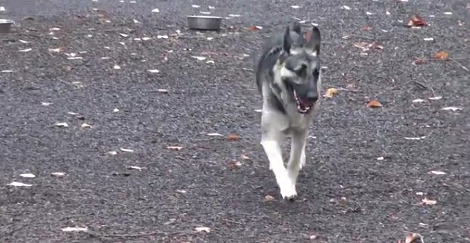 Adorable Pup Outsmarts His Daddy By Finding A Way Inside The Closed Dog Park!