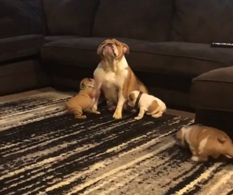 Watch How This Parent Patiently Entertains Energetic Puppies!