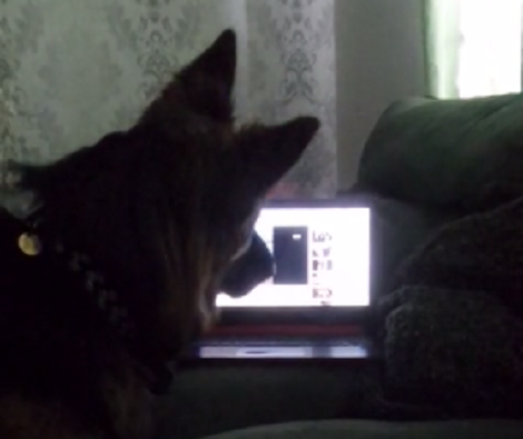 Have You Seen A Pup Watch YouTube? You've Got To Check This Out To Believe It!