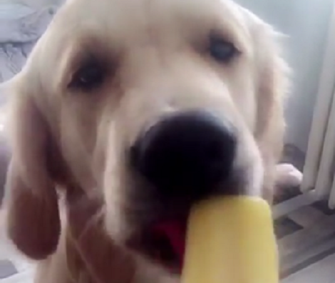 This Pup Knows Exactly How To Cool Off During Summer! This Is Adorable!