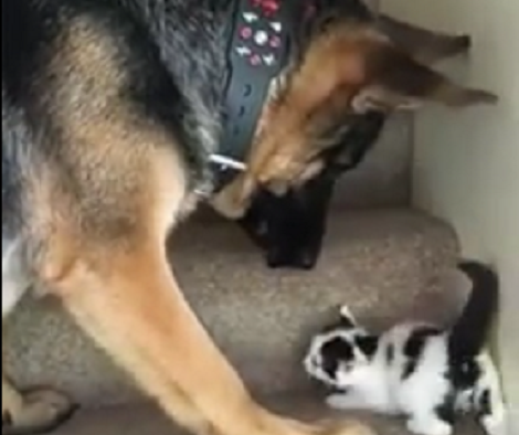 How This Pup Encourages Tiny Kitten To Climb The Stairs Will Warm Your Heart!