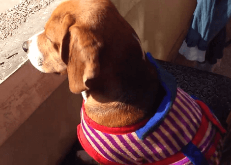 Watch How This Adorable Pup Supervises The Work Of Township!