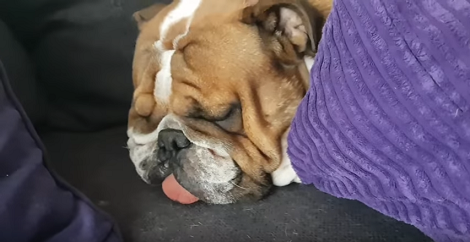 This Adorable Pup Was So Tired, But The Way He Sleeps Will Melt Your Heart!