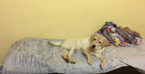 This Adorable Pup Is Guilty Because He Chewed His Dad's Laptop Cable!