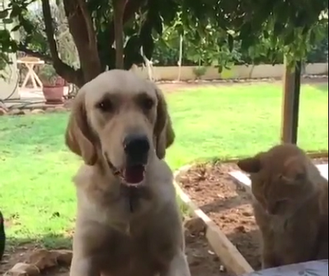 How This Pup Fooled His Cat Sibling For Eating All His Food? Aww!