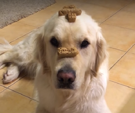 This Adorable Pup Is Pushing His Concentration Levels And Testing His Patience!