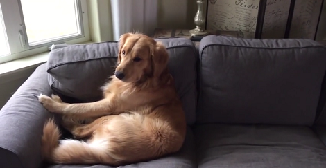 When It's Time To Sleep, This Pup Has A Routine To Follow Every Afternoon!