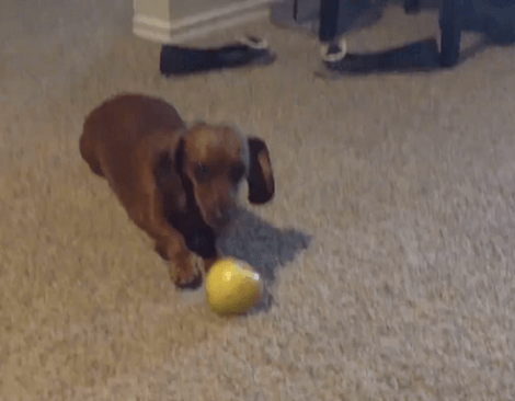 This Adorable Pup Doesn't Want Share An Apple With Her Dad!