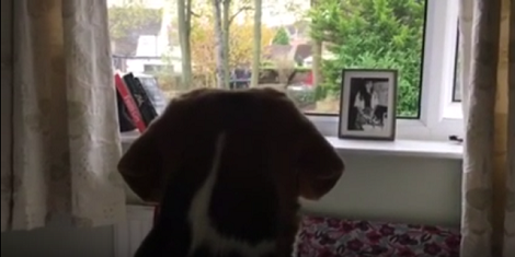 This Pup Can See That The Pups Across The Street Have A New Toy, But What Is It?