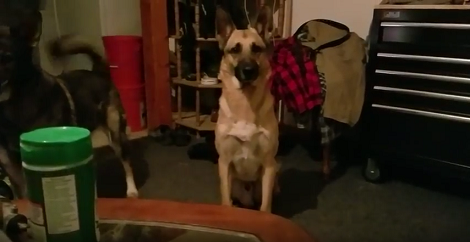 These Adorable Pups Love Playing Indoors With A Laser Pen!