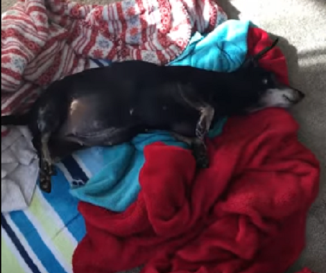 This Adorable Pup Is 14 Years Old, But How She Enjoys Her Day? Aww!