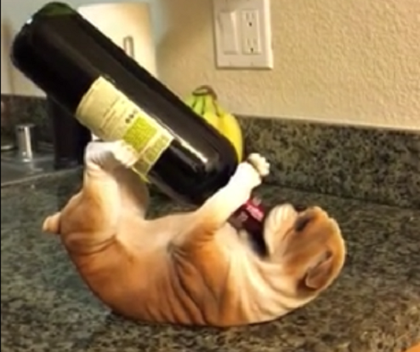 Their Pup Thinks The Wine Holder Is Real So He Tries Hard To Befriend It!