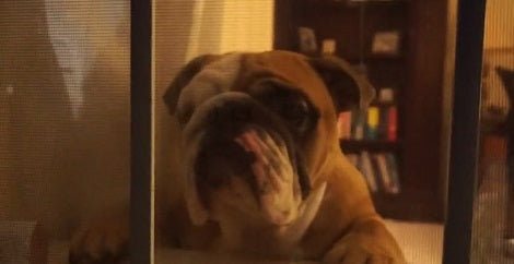This Adorable Pup Is About To Throw A Party... And You Don't Want To Miss It!
