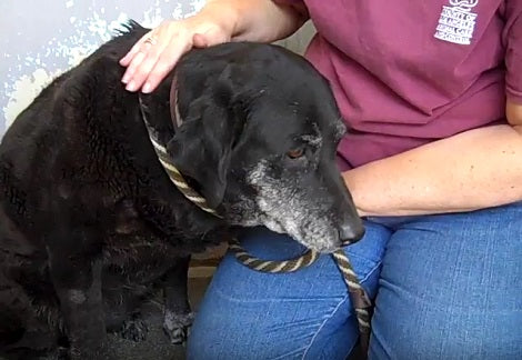 This Adorable Senior Pup Is Up For Adoption. Can You Her Find Her Loving Home?