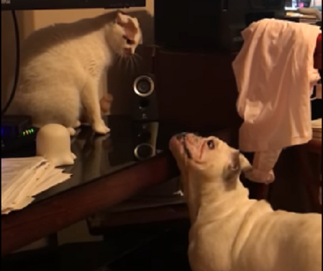 This Adorable Pup Wants To Befriend His Grumpy Sibling, But Starts Barking Instead!