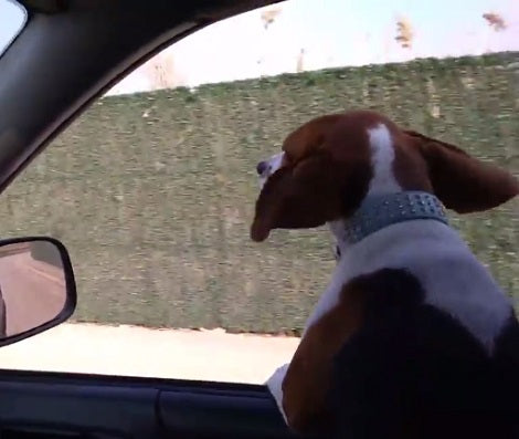 Adorable Pup Is Having The Time Of His Life As The World Whips By In A Blur!