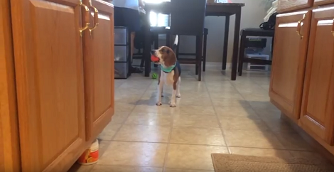 Watching Your Pup Grow Brings Such Joy To Your Heart, Right? Check This Out!