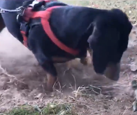 Adorable Pup Spots A Root, And Now Wants To Get To The Cause Of It!