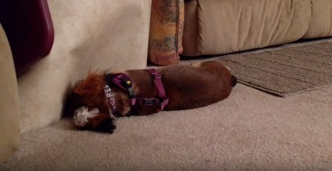 They Thought Their Pup Was Sleeping On The Sofa, Seconds Later? OMG!