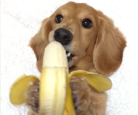 There's Nothing Adorable Than Seeing An Adorable Pup Munching On A Banana!