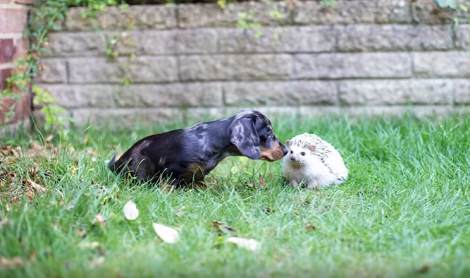 This Adorable Pup Found Friendship In A Prickly Hedgehog!