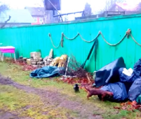Adorable Pup Minding His Own Business Gets Chased By Overprotective Bird!