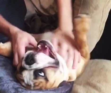 This Adorable Pup's Favorite Past Time Is Belly Rubs!