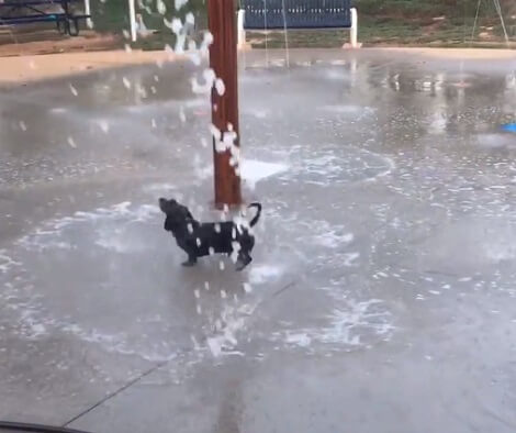 When The Temperature Gets Too Hot, This Adorable Pup Knows How To Cool Off!