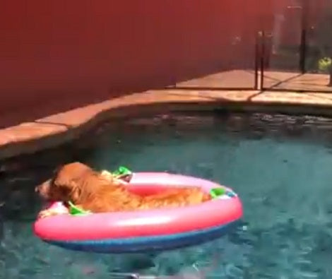 On A Nice sunny Afternoon, This Stylish Pup Prefers Lounging In The Pool Like A Boss!