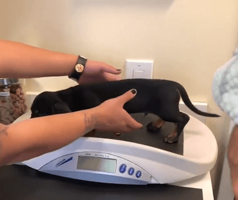 This Adorable Pup's First Vet Visit Is Definitely Going To Bring A Smile To Your Face!