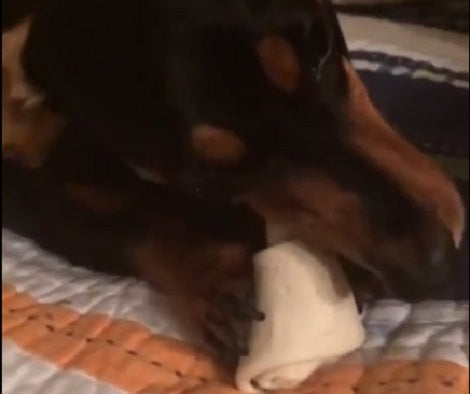 This Adorable Pup Has Only One Mission In Mind - To Enjoy Her Bone To The Fullest!