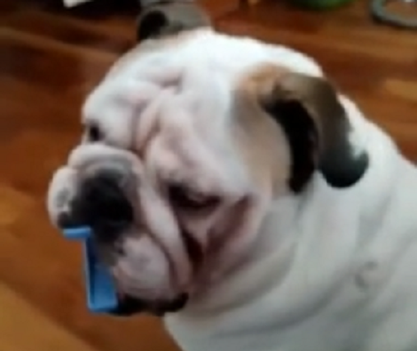 Watch What This Adorable Pup Does With A Clip! This Is Hilarious!