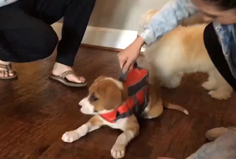 The Moment This Pup Wears Her Life Jacket, She Just Can't Stand Up!
