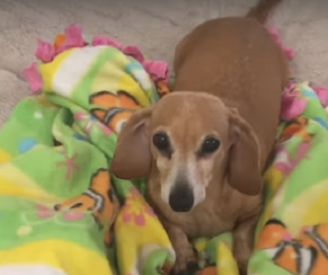 This Adorable Pup Is Extremely Happy To See The Camera! Take A Look!