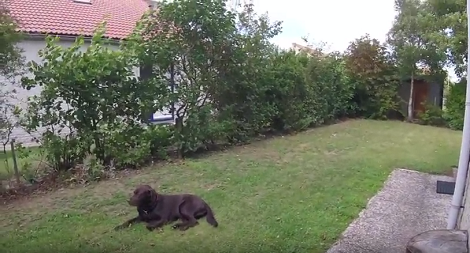After Vacationing In The Netherlands, This Pup Is Going Back To Germany!