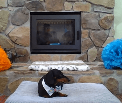 You've Got To See How This Adorable Pup Celebrated His Birthday!