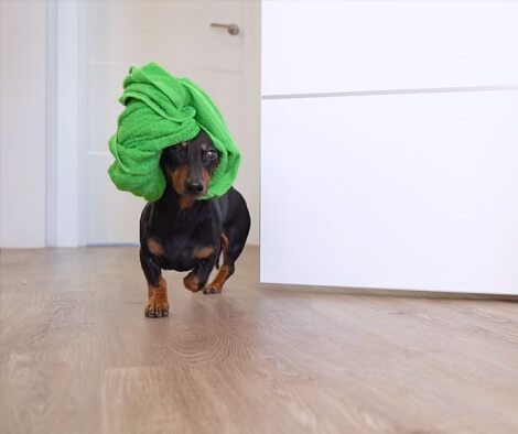 This Adorable Pup Knows That Getting Star-Stunning Looks Isn't Easy! Check This Out!