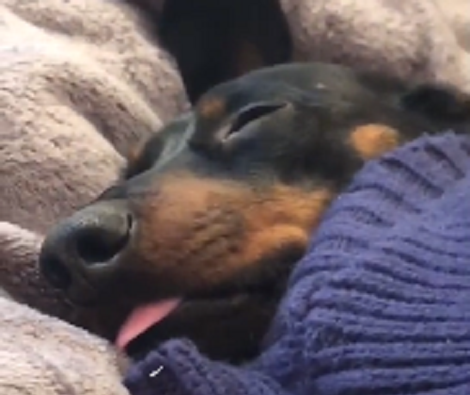 This Adorable Pup Sleeping Is All Of Us On A Nice Warm Afternoon!