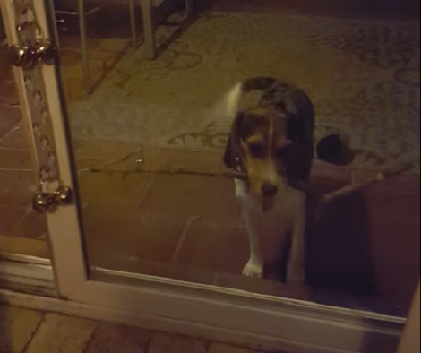 Adorable Beagle Pup Has A Dilemma. When You See It? It's Hilarious!