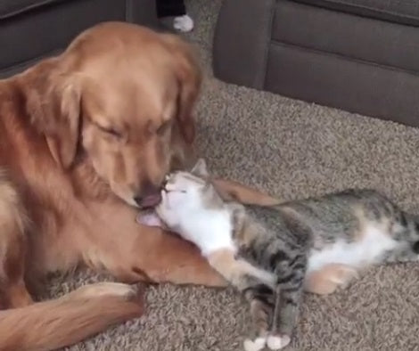The World's Most Patient Pup Doesn't Mind Being Around Overly-Affectionate Cat!
